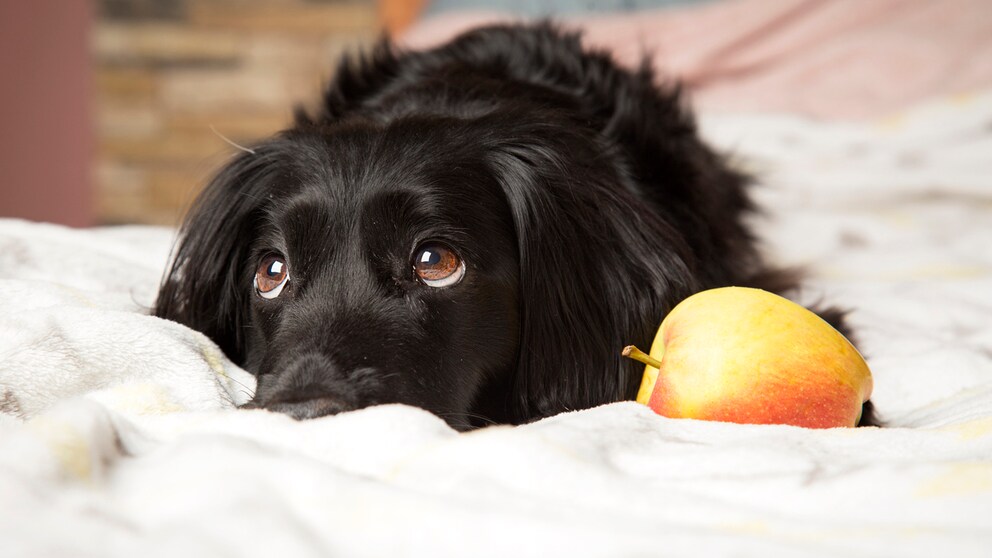 Dog lying next to an apple