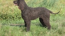 Irish Water Spaniel