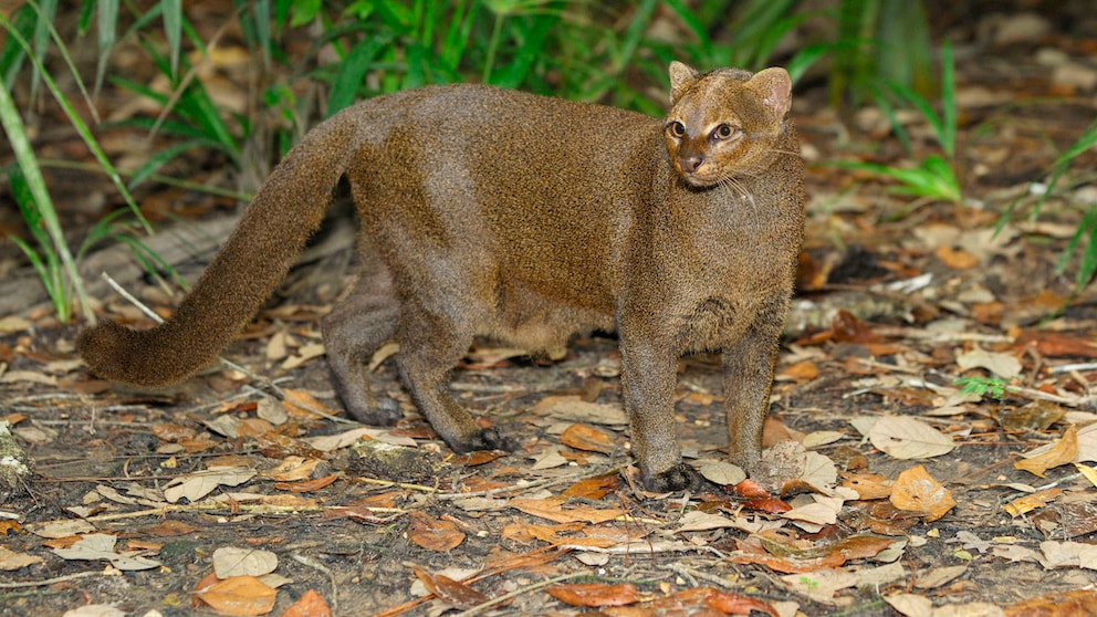 A Jaguarundi in the Rainforest