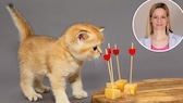 Collage of a young cat sniffing cheese and a photo of vet Julia Fritz