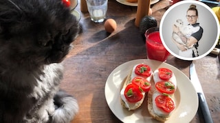 Collage of a cat lying on the table next to a tomato sandwich and a picture by Veronika Wegner, cat expert.