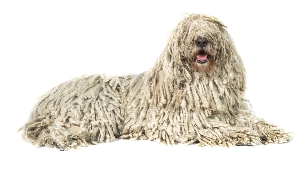 Komondor