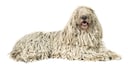 Komondor