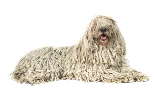 Komondor