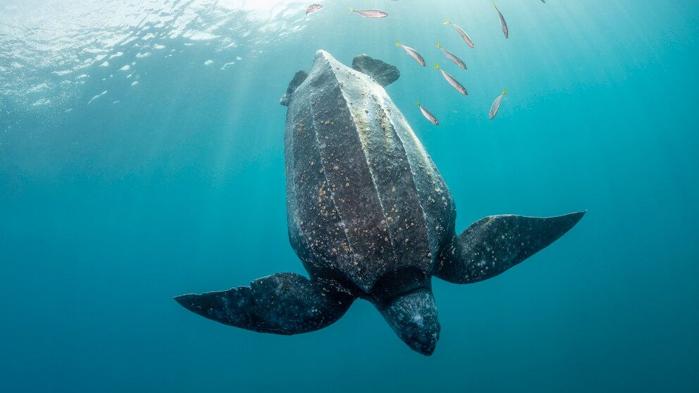 Leatherback turtle dives