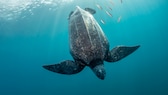 Leatherback turtle dives