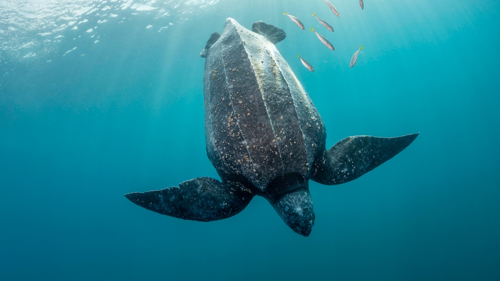 Leatherback turtle dives