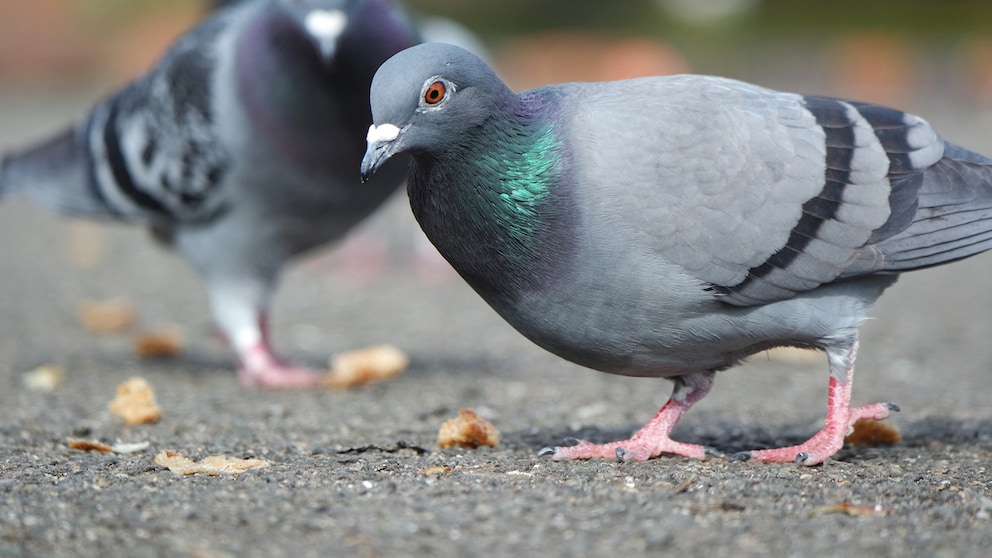 Pigeons peck at crumbs on the floor