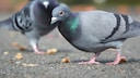 Pigeons peck at crumbs on the floor