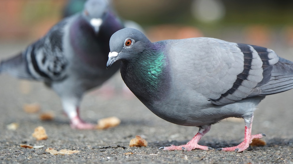 Pigeons peck at crumbs on the floor