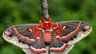 Cecropia moth Hyalophora cecropia