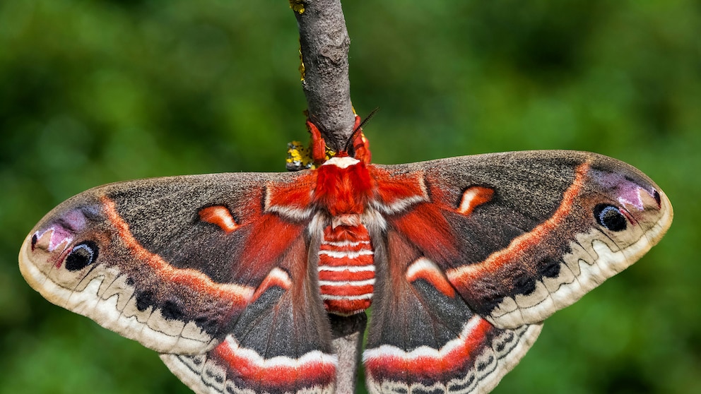 Cecropia moth Hyalophora cecropia