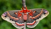 Cecropia moth Hyalophora cecropia