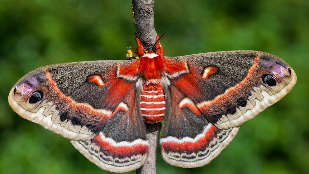 Cecropia moth Hyalophora cecropia