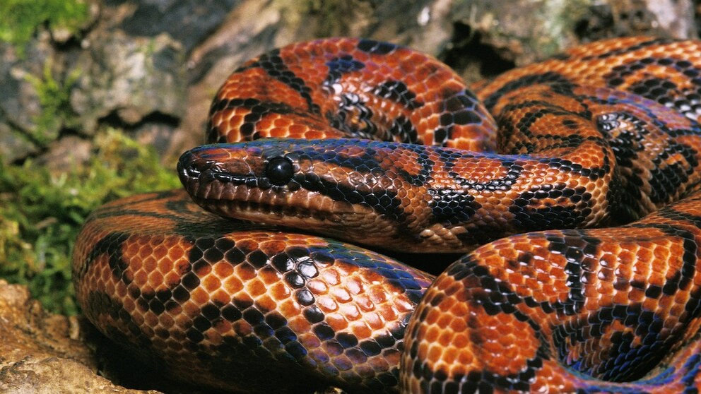 Rainbow boa in a vivarium