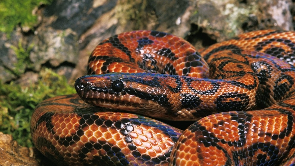 Rainbow boa in a vivarium