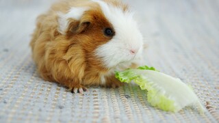 Texel guinea pig chewing on a leaf of lettuce