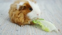 Texel guinea pig chewing on a leaf of lettuce