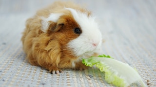 Texel guinea pig chewing on a leaf of lettuce