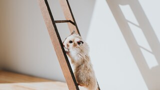 Hamster on a ladder
