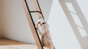 Hamster on a ladder