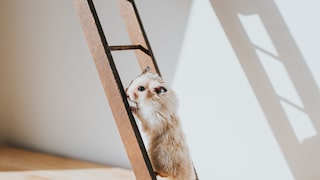 Hamster on a ladder