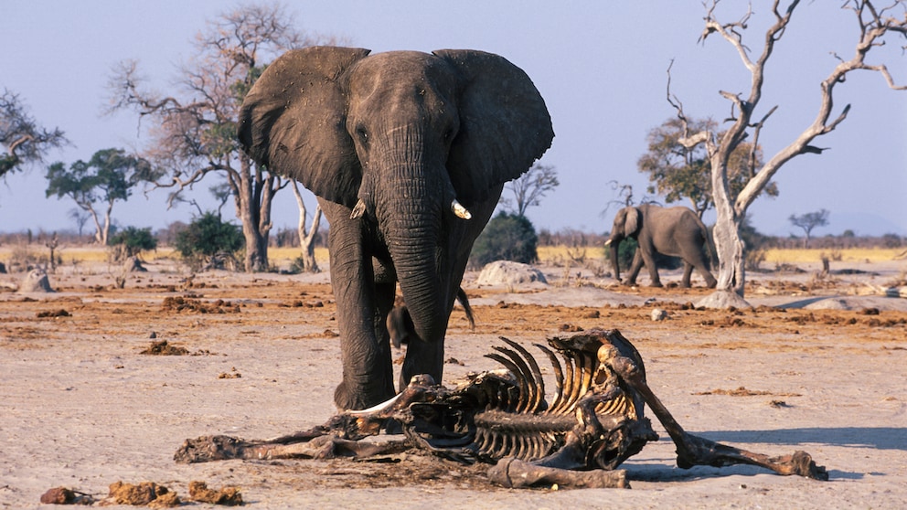 Bull elephant in front of the carcass of a fellow elephant