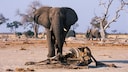 Bull elephant in front of the carcass of a fellow elephant