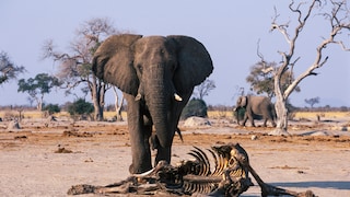 Bull elephant in front of the carcass of a fellow elephant