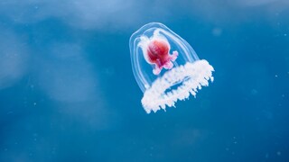 The "immortal jellyfish" Turritopsis nutricula