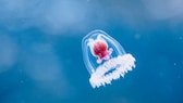 The "immortal jellyfish" Turritopsis nutricula