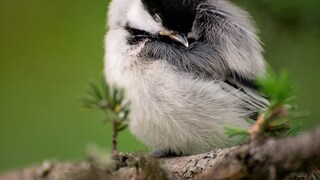 Birds dream