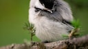 Birds dream