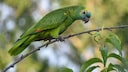A blue-fronted amazon in the wild