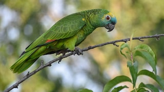 A blue-fronted amazon in the wild