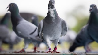 Carrier pigeons