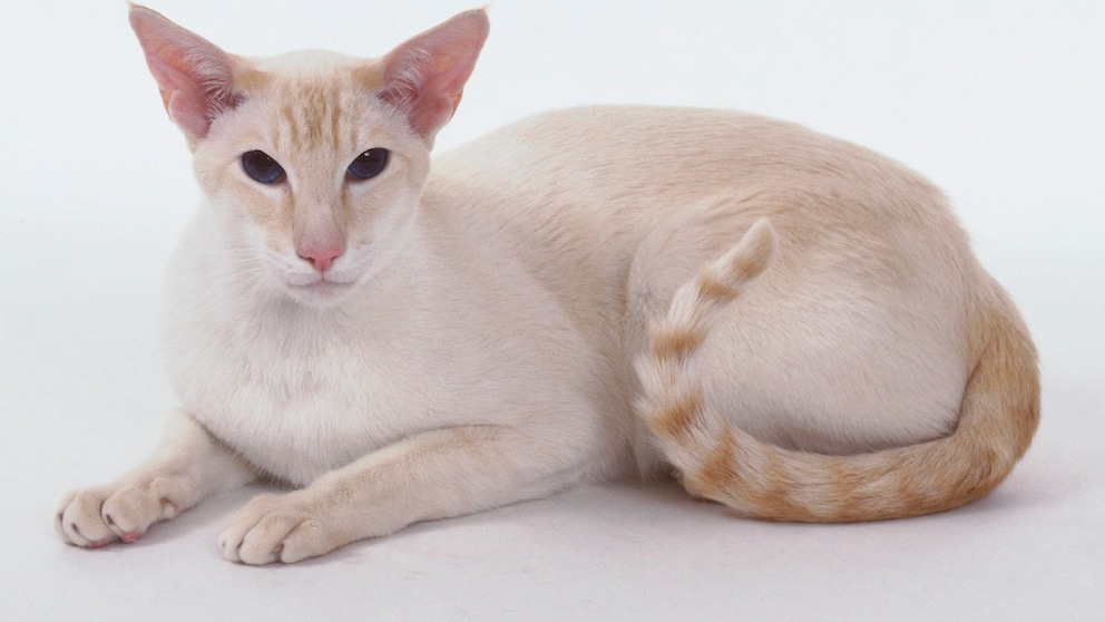 A red and white Siamese cat Isolated