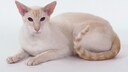 A red and white Siamese cat Isolated