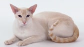 A red and white Siamese cat Isolated