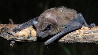 A bat (common noctule) on a branch