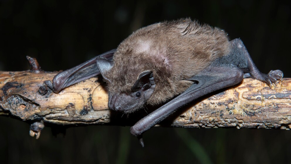 A bat (common noctule) on a branch