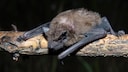 A bat (common noctule) on a branch