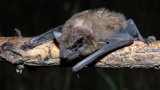 A bat (common noctule) on a branch