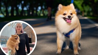 Dog breeds with long coats in particular can suffer in high temperatures. PETBOOK editor Saskia Schneider has a miniature spitz and reveals how to make walking your dog in the heat more bearable