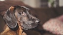 Can dogs feel shame?