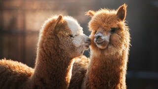 Two alpacas are standing in a meadow.
