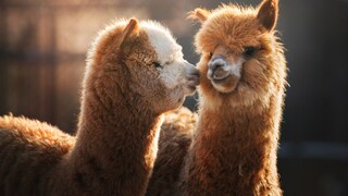 Two alpacas are standing in a meadow.