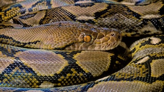 Due to rising energy costs, many owners are parting with their exotic pets. In many cases, reticulated pythons are also affected.