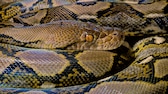 Due to rising energy costs, many owners are parting with their exotic pets. In many cases, reticulated pythons are also affected.