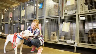 The animal shelters are overcrowded.